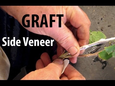 how to transplant mulberry tree