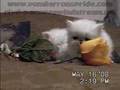 Clyd-A-Scope Persians kittens update 5-16-08
