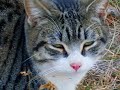 different sides to every cat by joeabro1