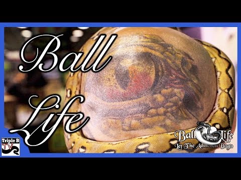 YouTube reptile video