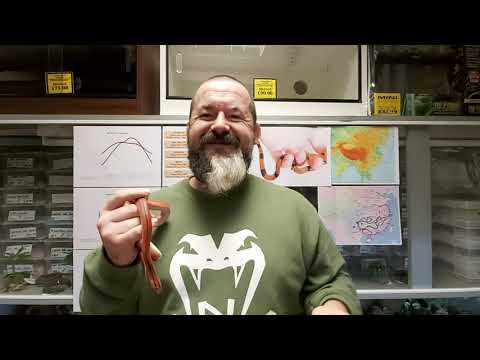 YouTube reptile video