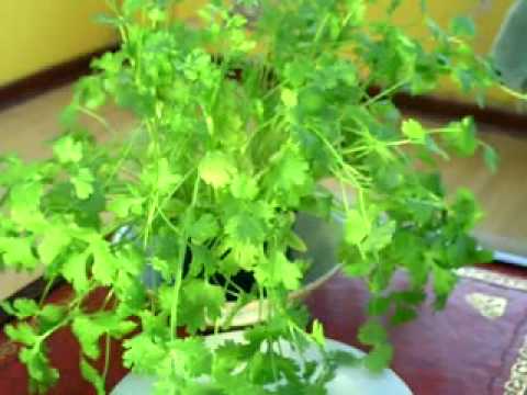Cilantro (Coriandrum Sativum) 0 Cilantro (Coriandrum Sativum)