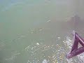 Dolphin vs. Boat in a Friendly Race