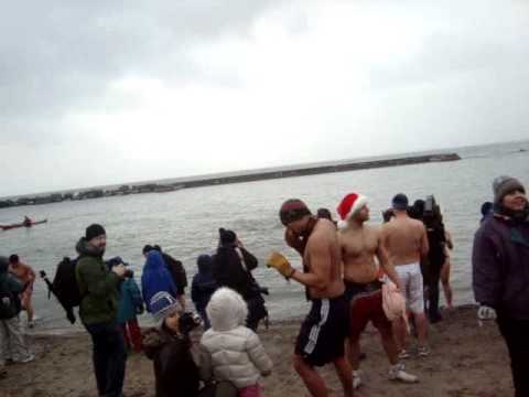 polar bair