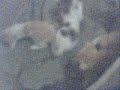 kitties *-*