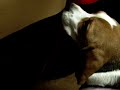 そんなところにはないと思うよ（ビーグル犬はぐ）