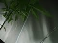 Indoor Grow in Homebox mit einer 250 Watt ESL