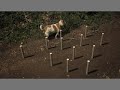 Dog matchmove