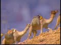 Negev - The Awakening Wilderness