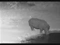 Rhino crash