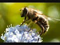 Fuckin Bees!!!!! Fuckin Bees!!!!!