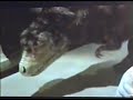 Real looking Dinosaur Scares kids at Museum