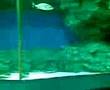 Aquaplanet Chester