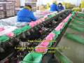videos de Fruit grading machine