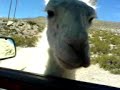 Alpaca pringles del ugalde Alpaca pringles del ugalde