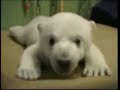 knut