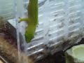 geico gecko at petco