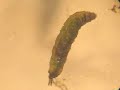 larve de mouche