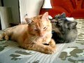irmãos felinos