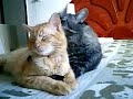 Irm�os felinos