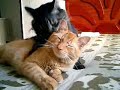 irmãos felinos