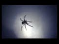my-pet-spider.html