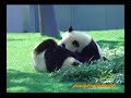 Panda, Twin cub