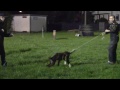 Preview video <strong>Max di Euroboxer</strong>