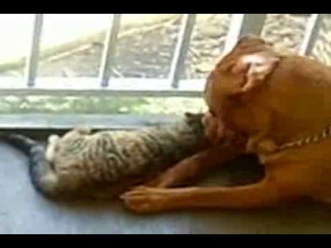 Image de prévisualisation YouTube