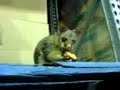 Pet Possum