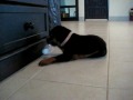 Rottweiler Puppy Playing With A Bottle.