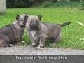 Surpise, surprise, ~ Swedish Vallhund Puppies