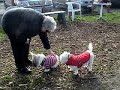 Rudy & Felix greet Pearl Rudy & Felix greet Pearl