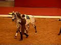 Spanish Riding School stallion performing the capriole (well ... I assume to be capriole. I'm not learned enough to tell the difference yet between capriole, croupade or ballotade :P)