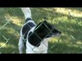 Der Hund des Nachbarn (III)