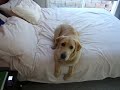 Singing puppy