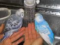 ???with my parakeet? ???with my parakeet?