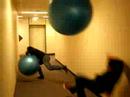 Exercise Ball Mayhem (Office Edition)