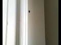 Daring Jumping Spider Daring Jumping Spider