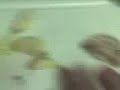 Garlic peeler