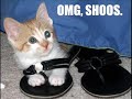 Very Funny Cats Part 2