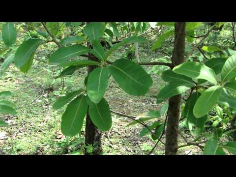 how to cure oxycodone nausea