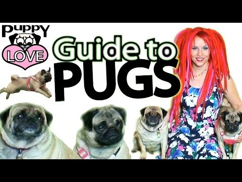 how to care pug puppy