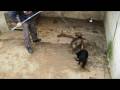 videos de Working GSD pups play time