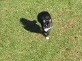 3 legged cat running