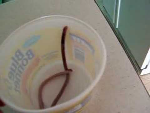 Worm Lizard 2
