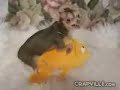 Crazy Humping Chihuahua Crazy Humping Chihuahua