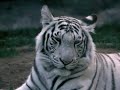 los tigres animales preciosos