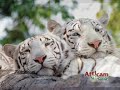 Los tigres animales preciosos