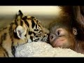 los tigres animales preciosos
